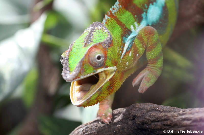 Pantherchamäleon (Furcifer pardalis)