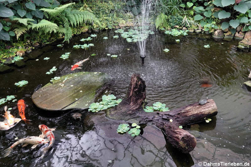 Teich mit Koi-Karpfen und Schmuckschildkröten