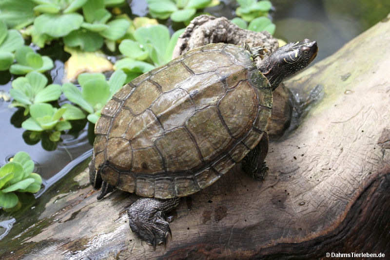 Falsche Landkarten-Höckerschildkröte
(Graptemys pseudogeographica) Graptemys pseudogeographica-2