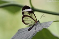 Glasflügler (Greta oto) im Schmetterlingsgarten Grevenmacher, Luxemburg