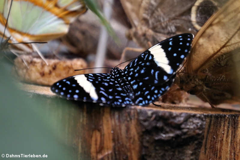 Hamadryas laodamia-2