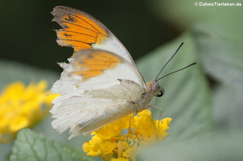 Hebomoia glaucippe