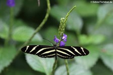 Zebrafalter (Heliconius charitonius) im Schmetterlingsgarten Grevenmacher, Luxemburg