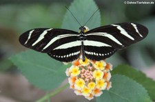 Zebrafalter (Heliconius charitonius) im Schmetterlingsgarten Grevenmacher, Luxemburg