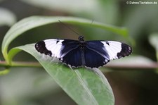 Blauer Passionsblumenfalter (Heliconius cydno) im Schmetterlingsgarten Grevenmacher, Luxemburg