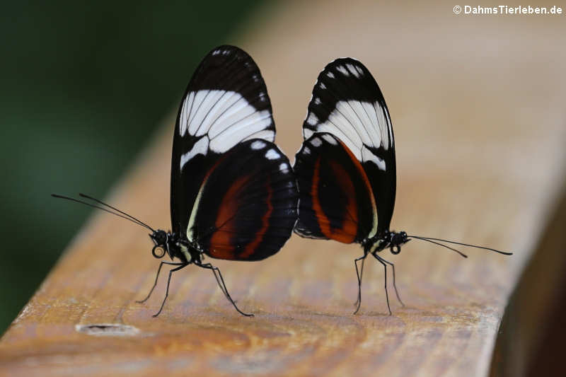 Blaue Passionsblumenfalter (Heliconius cydno)