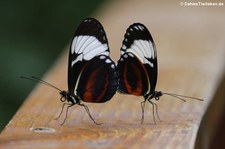 Blauer Passionsblumenfalter (Heliconius cydno) im Schmetterlingsgarten Grevenmacher, Luxemburg