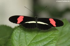 Kleiner Kurier (Heliconius erato) im Schmetterlingsgarten Grevenmacher, Luxemburg