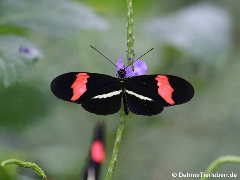 Heliconius erato