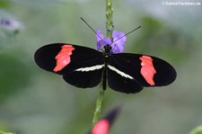 Kleiner Kurier (Heliconius erato) im Schmetterlingsgarten Grevenmacher, Luxemburg