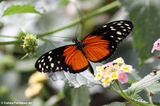 Tiger-Passionsblumenfalter (Heliconius hecale) im Schmetterlingsgarten Grevenmacher, Luxemburg