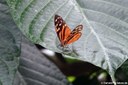 Heliconius hecale