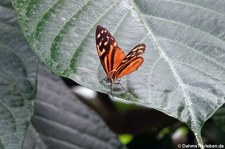 Tiger-Passionsblumenfalter (Heliconius hecale) im Schmetterlingsgarten Grevenmacher, Luxemburg