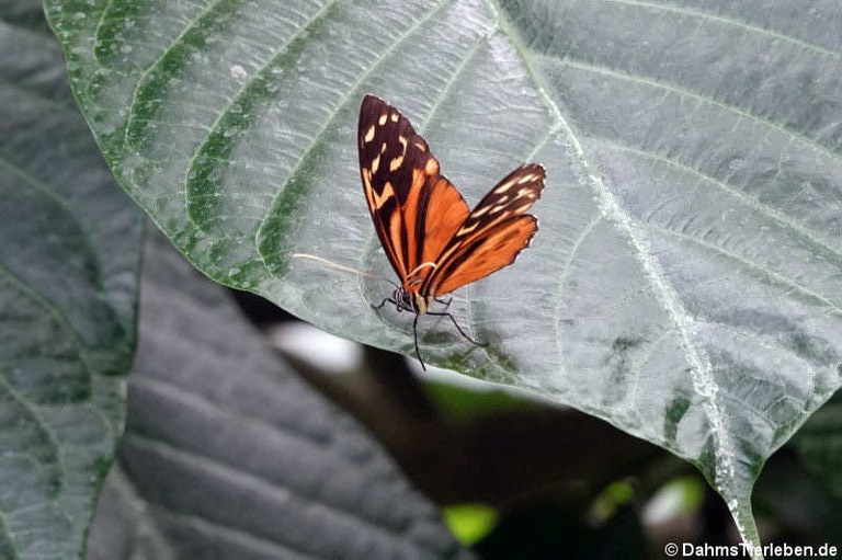 Heliconius hecale