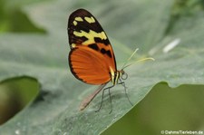 Tiger-Passionsblumenfalter (Heliconius hecale) im Schmetterlingsgarten Grevenmacher, Luxemburg