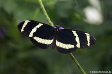 Heliconius pachinus im Schmetterlingsgarten Grevenmacher, Luxemburg