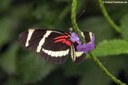 Heliconius pachinus