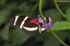 Heliconius pachinus im Schmetterlingsgarten Grevenmacher, Luxemburg