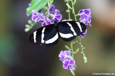 Heliconius pachinus im Schmetterlingsgarten Grevenmacher, Luxemburg