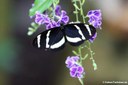 Heliconius pachinus