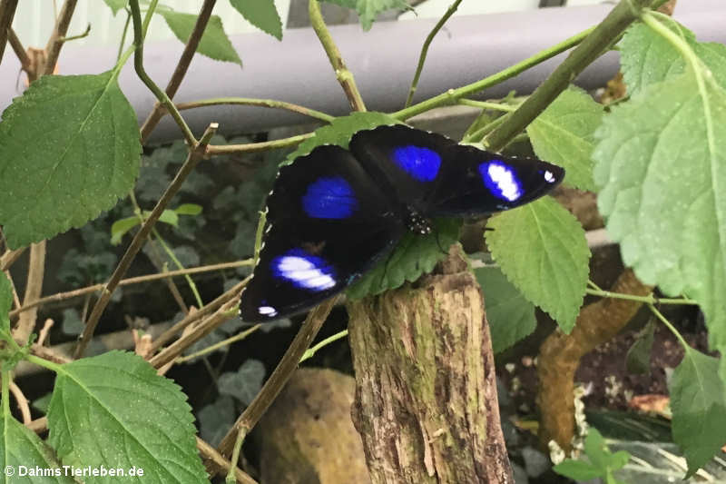 männliche Große Eierfliege (Hypolimnas bolina)