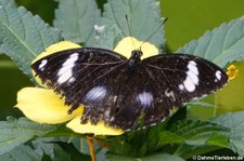 männliche Große Eierfliege (Hypolimnas bolina) im Schmetterlingsgarten Grevenmacher, Luxemburg