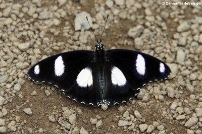 Hypolimnas misippus (männlich)