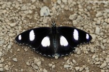 Hypolimnas misippus im Schmetterlingsgarten Grevenmacher, Luxemburg