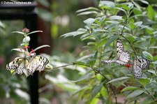 Weiße Baumnymphen (Idea leuconoe) im Schmetterlingsgarten Grevenmacher, Luxemburg