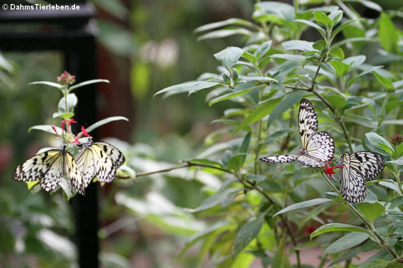 Idea leuconoe