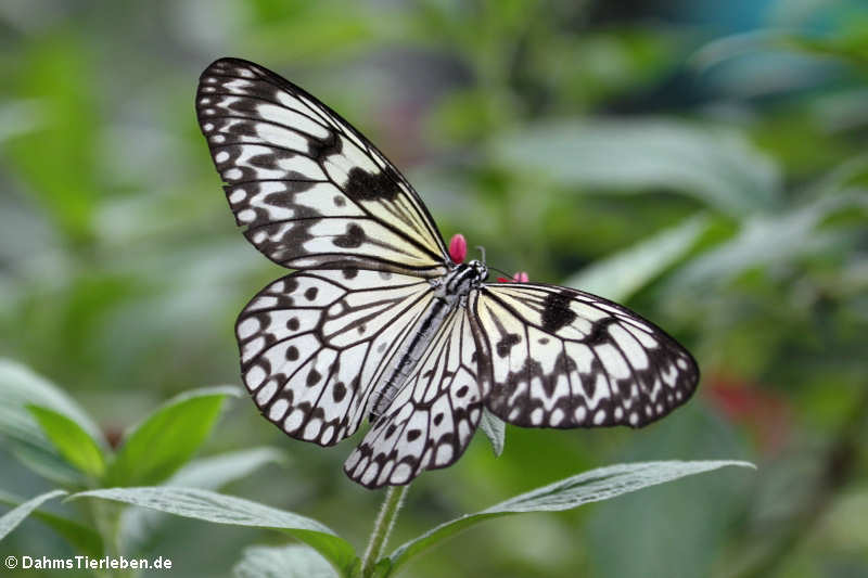 Weiße Baumnymphe (dea leuconoe)