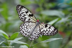 Weiße Baumnymphe (Idea leuconoe)