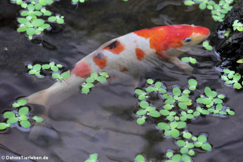 Koi-Karpfen (Cyprinus carpio)