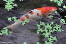 Koi-Karpfen (Cyprinus carpio) im Schmetterlingsgarten Grevenmacher