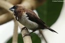 Lonchura striata domestica