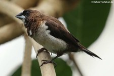 Japanisches Mövchen (Lonchura striata domestica) im Schmetterlingsgarten Grevenmacher