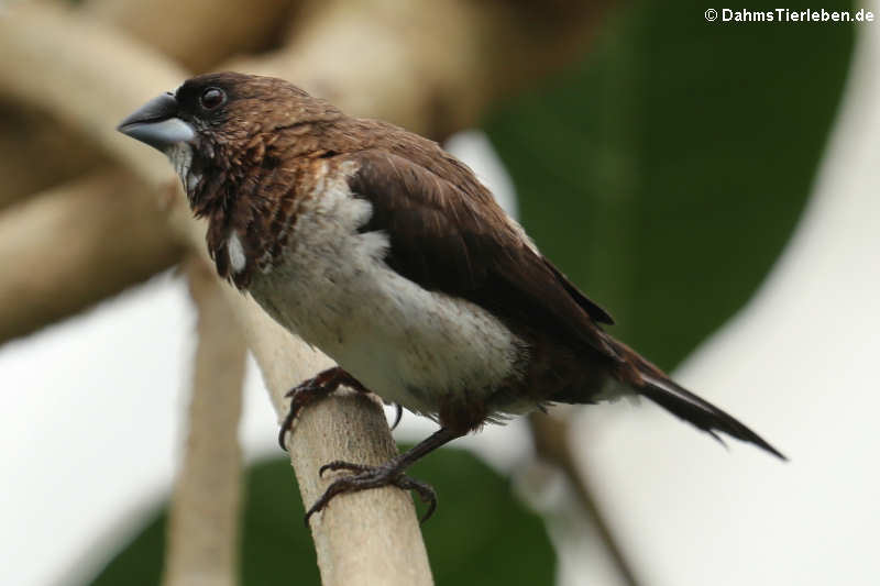 Lonchura striata domestica