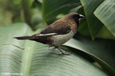 apanisches Mövchen (Lonchura striata domestica) im Schmetterlingsgarten Grevenmacher