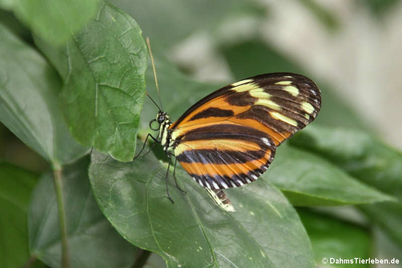 Mechanitis polymnia