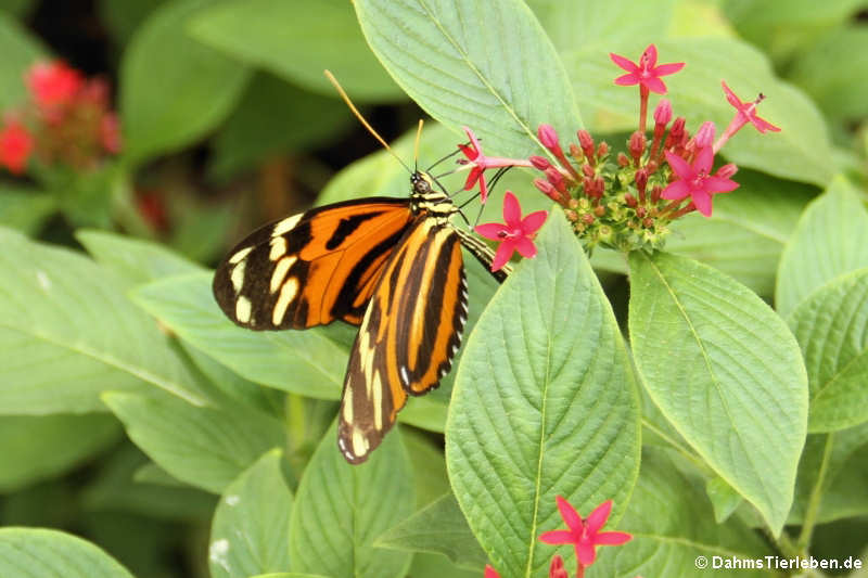 Mechanitis polymnia-2