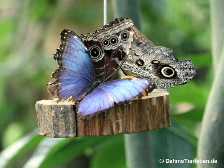 Morpho helenor peleides