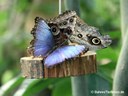 Morpho peleides