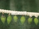 Morpho helenor peleides
