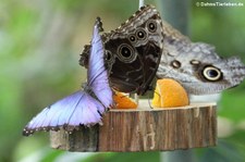 Blauer Morphofalter (Morpho peleides) im Jardin des Papillons, Grevenmacher, Luxembourg