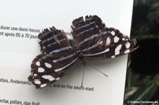 Scheinschillerfalter (Myscelia cyaniris) im Zoo Krefeld