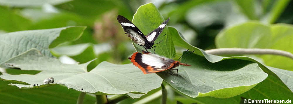 Hypolimnas anthedon (oben) und Charaxes protoclea (unten)