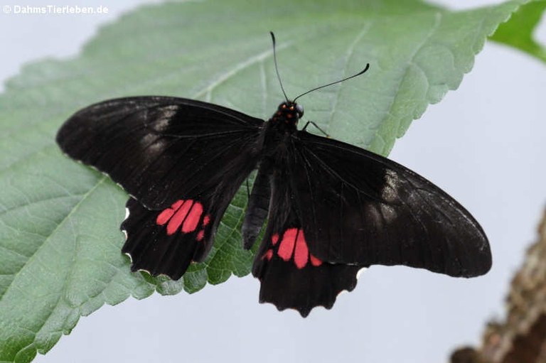 Heraclides anchisiades