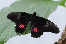 Papilio anchisiades im Schmetterlingsgarten Grevenmacher, Luxemburg