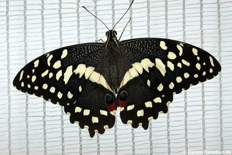 Karierter Schwalbenschwanz (Papilio demoleus)