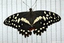 Papilio demoleus